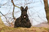 SCOTTISH TERRIER 069